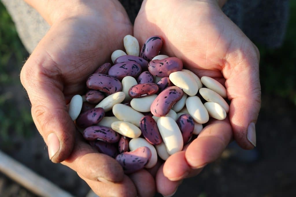 learning harvesting to know how to grow runner beans