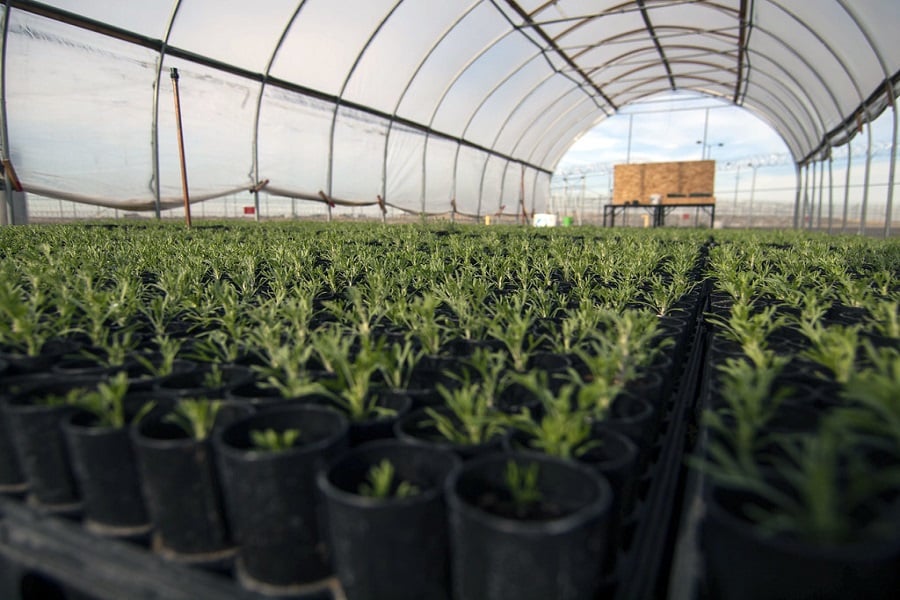 diversify farm income streams polytunnel