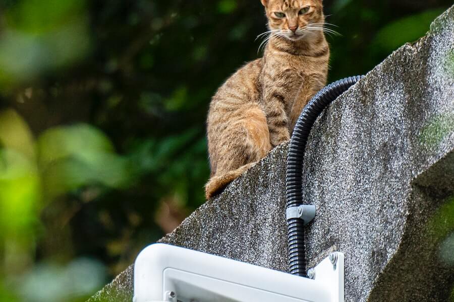 how to improve a garden shed with wildlife features such as cat