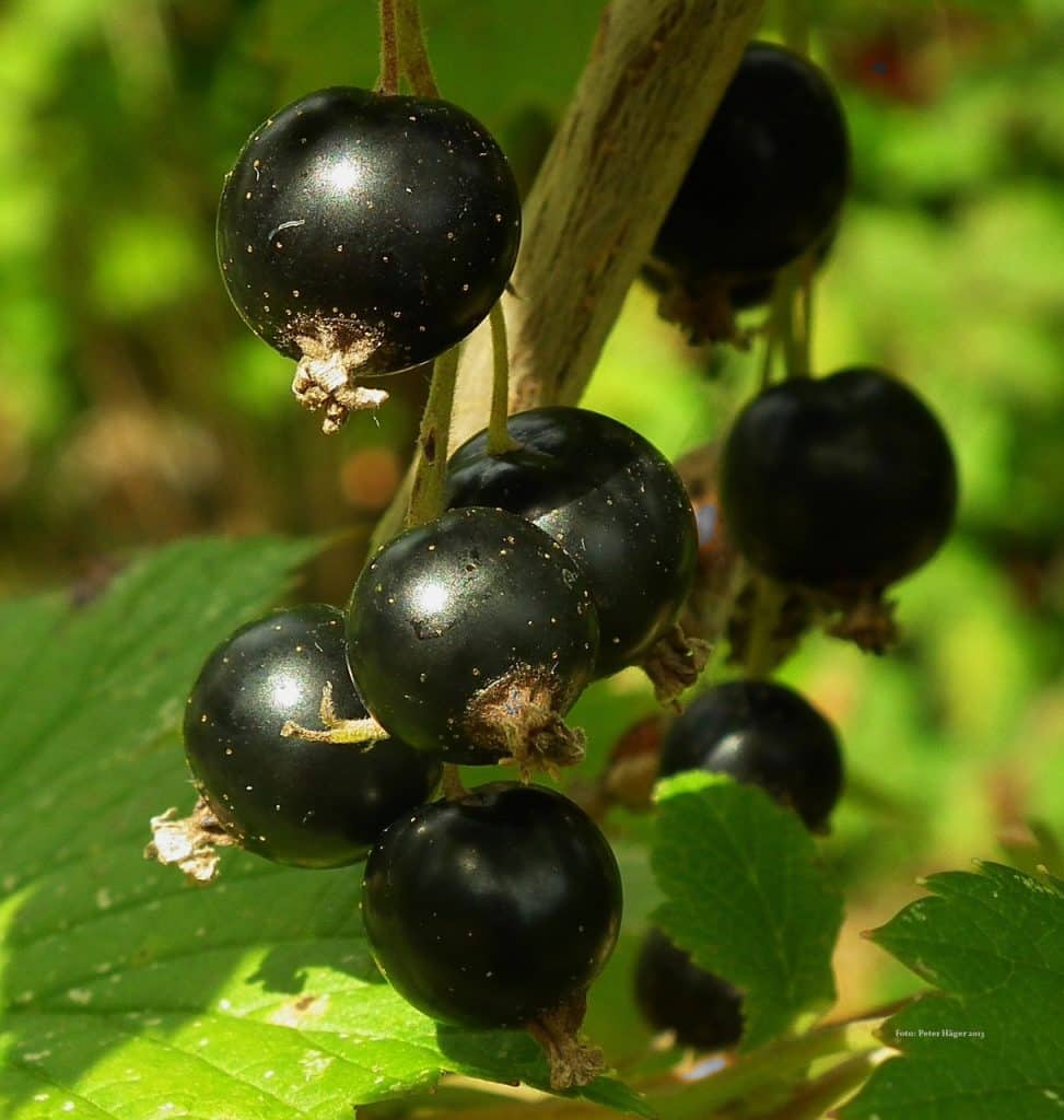 grow blackcurrants
