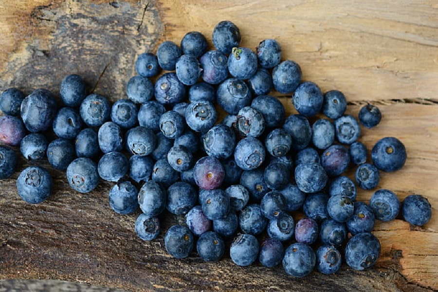 how to grow blueberries to be fresh