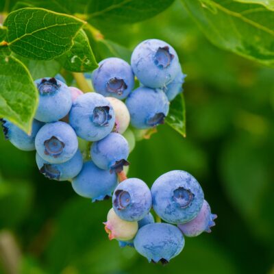 how to grow blueberries