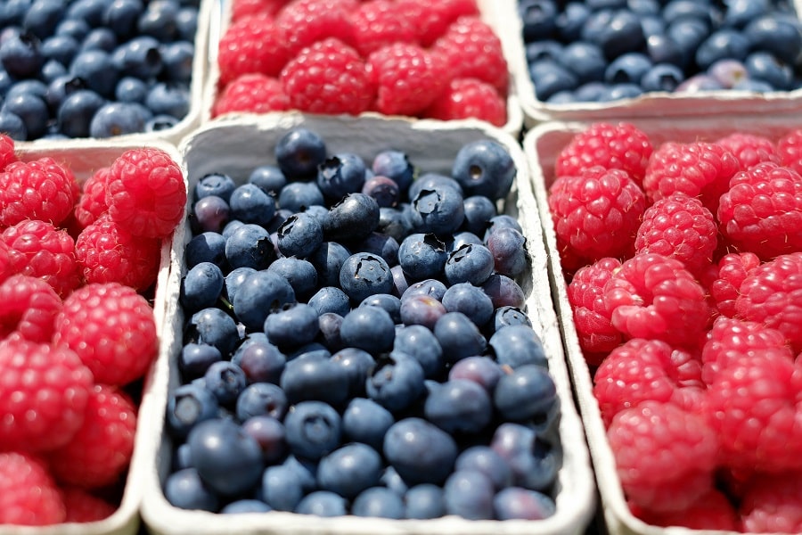 how to grow blueberries ready for harvest
