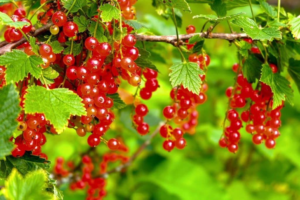 learn to grow redcurrants