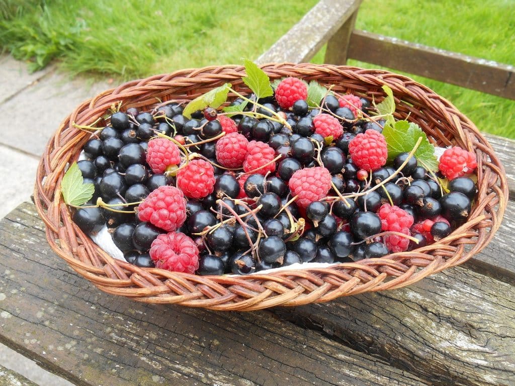 harvesting blackcurrants