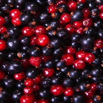 how to grow blackcurrants