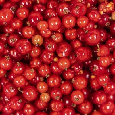 grow redcurrants
