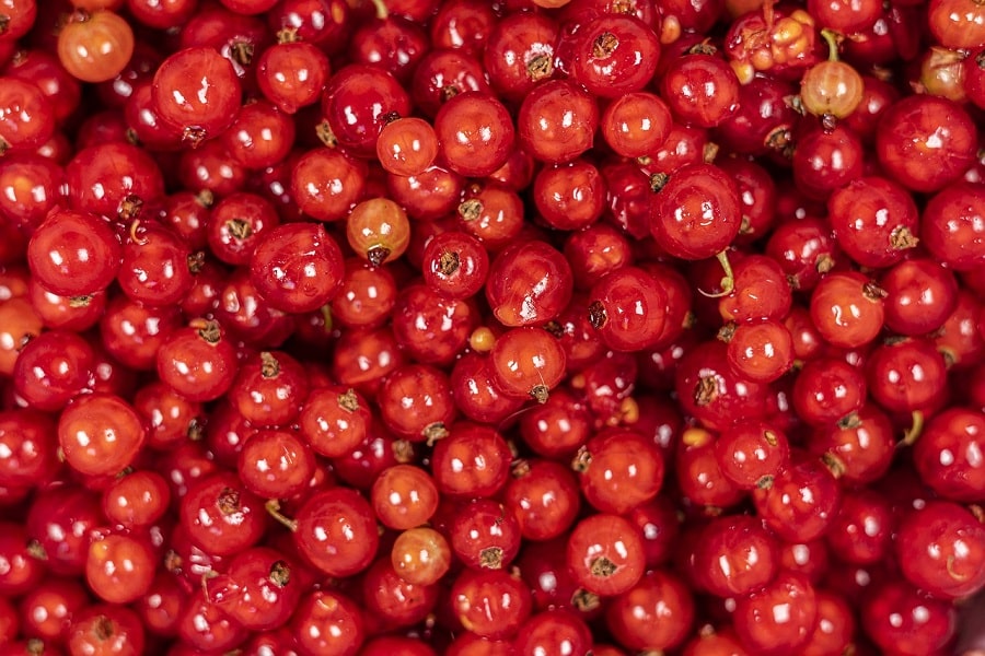 grow redcurrants