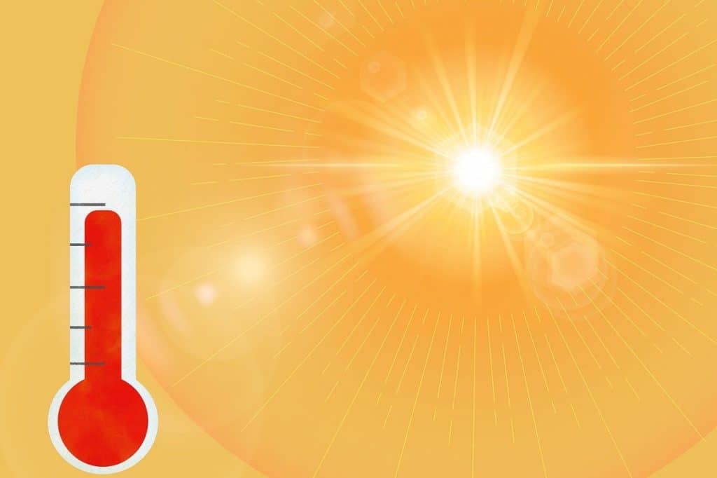 learn how to protect plants from summer heat