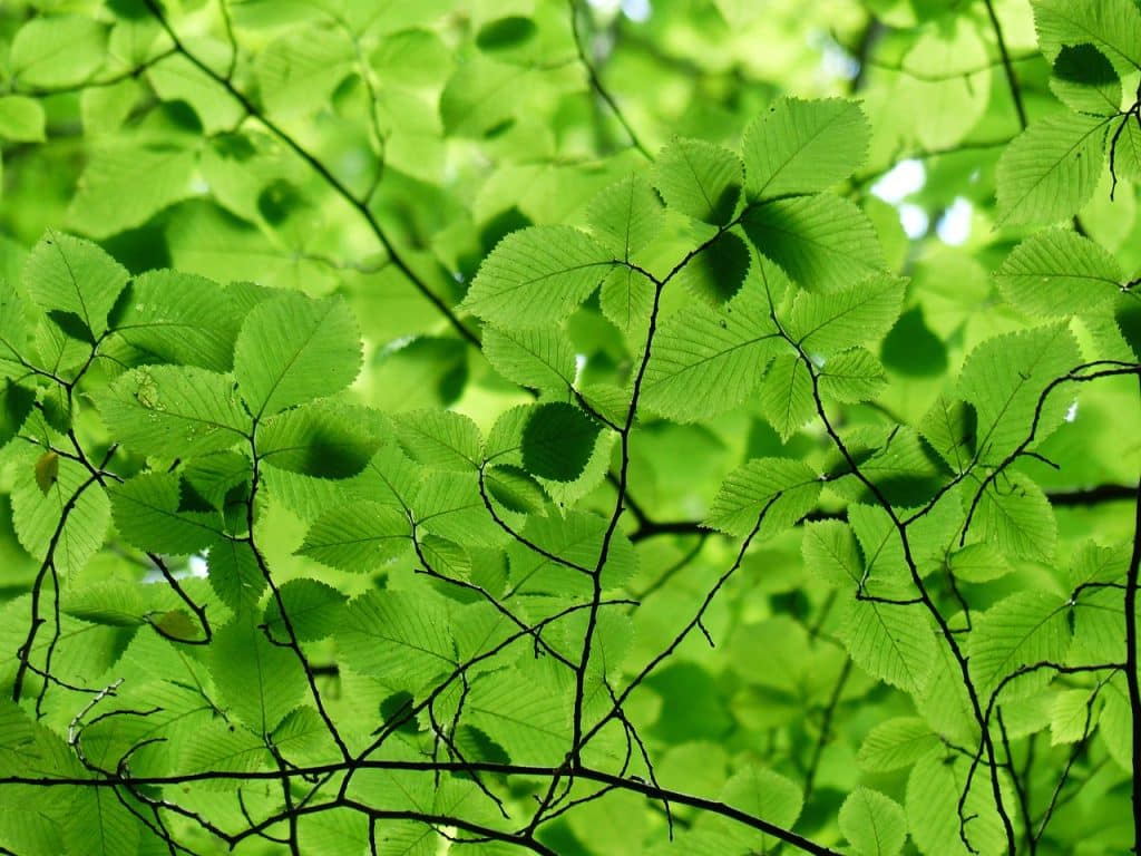learn how to protect plants from summer heat