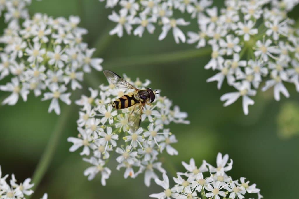 working with nature as money-saving ideas for your garden