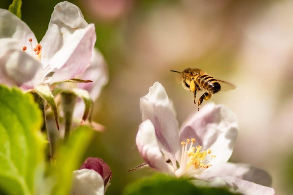 biodiversity for a top fruit harvest