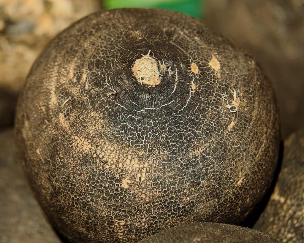 black spanish radish