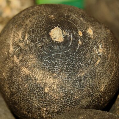 black spanish radish how to grow