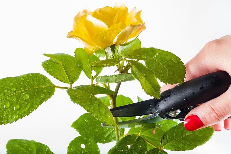 learn how to cut or divide plants for after-school gardening activities
