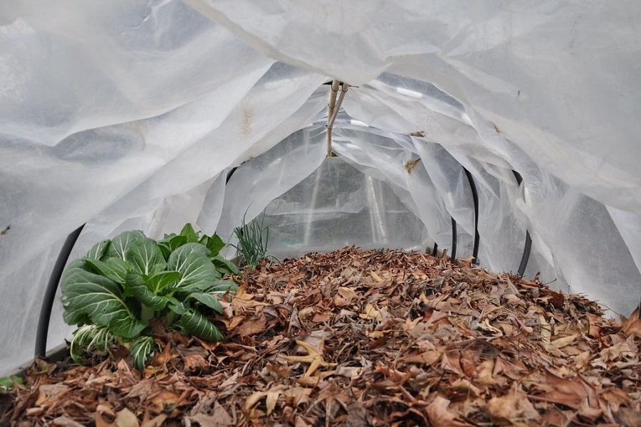 organic mulch guide for polytunnel use