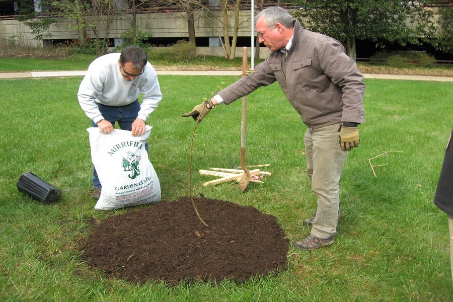 types of organic mulch guide to mulch
