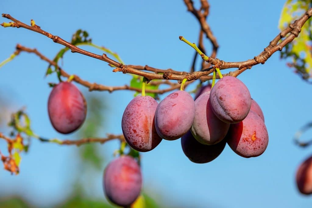 plums on tree for a top fruit harvest