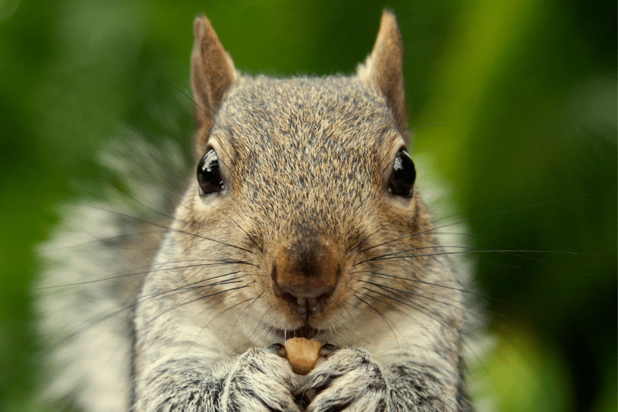 deter squirrels naturally to keep pests away from your top fruit harvest