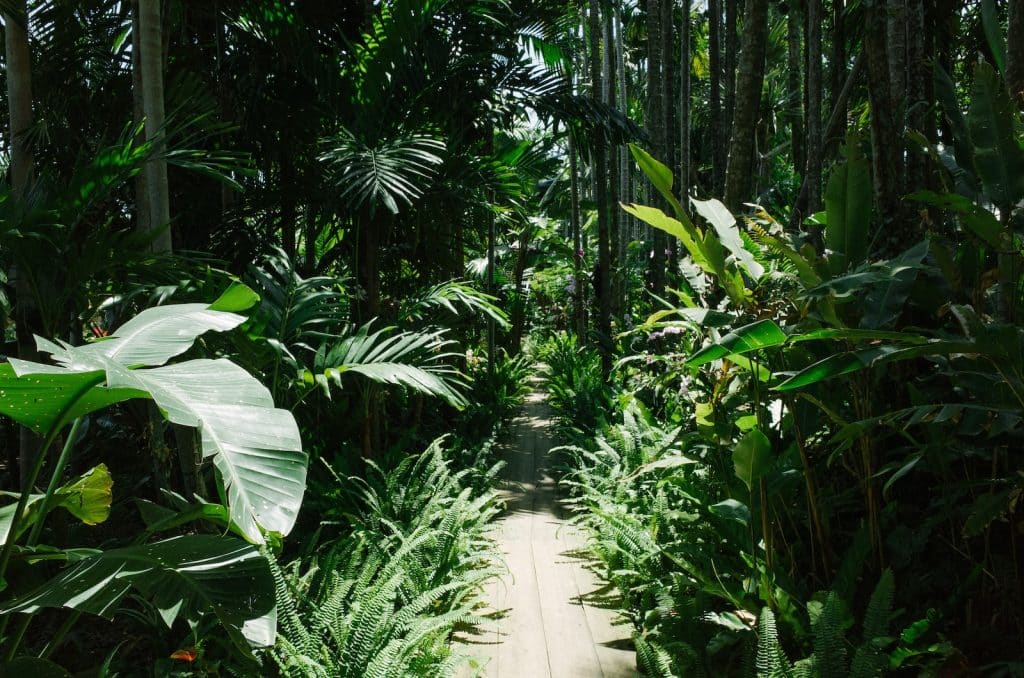 forest garden