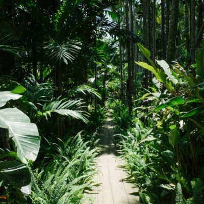 forest garden