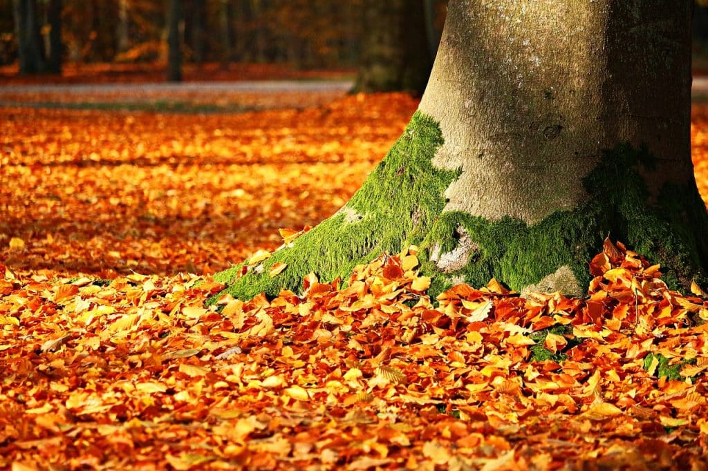 natural leaf mould compost