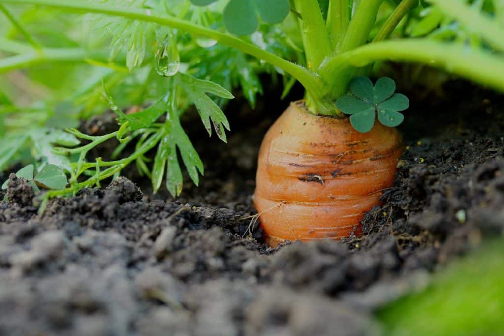 carrot fly prevention