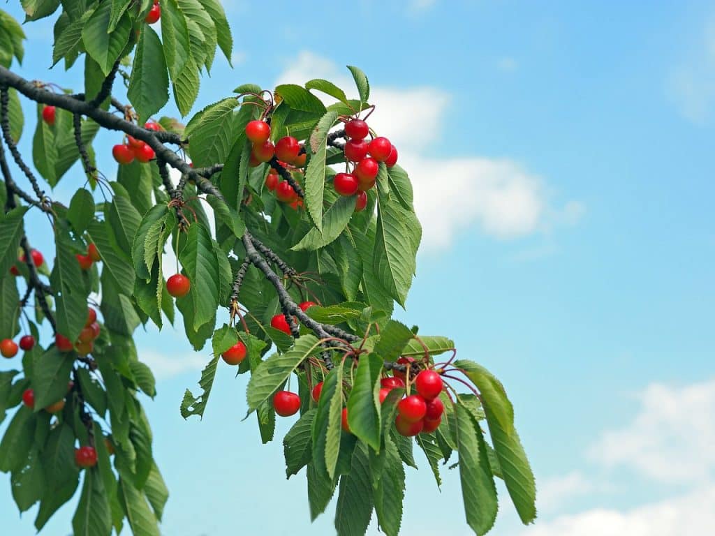 wild cherry native tree