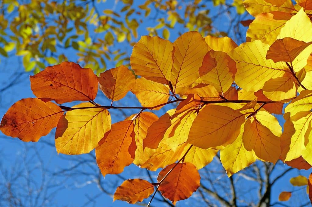 what to do with leaves in autumn 