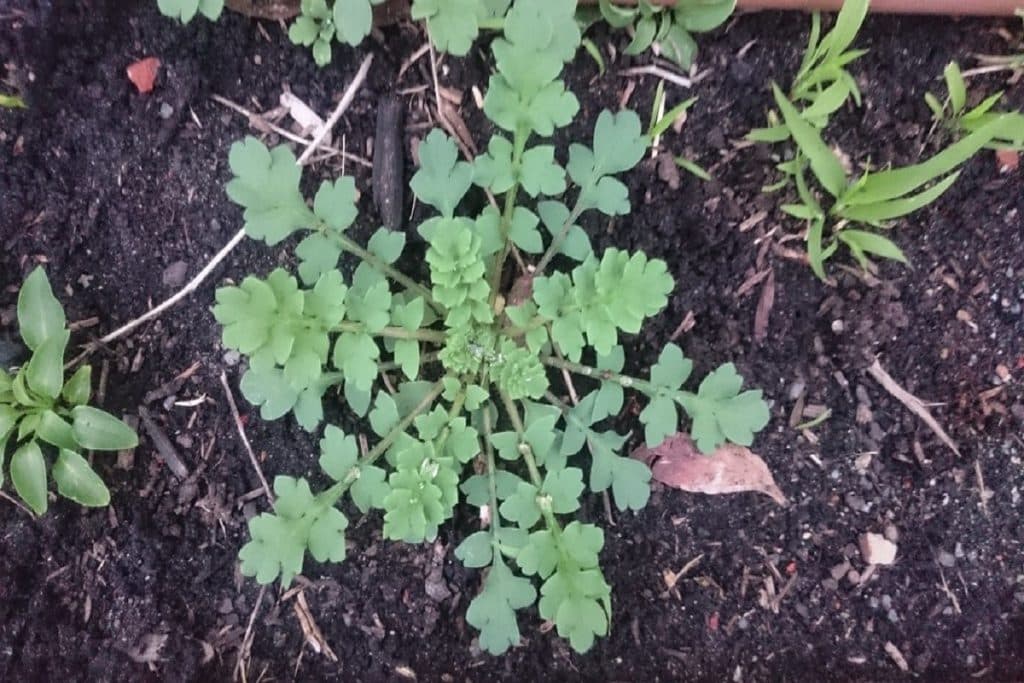 alternative ways on how to get rid of weeds in a polytunnel