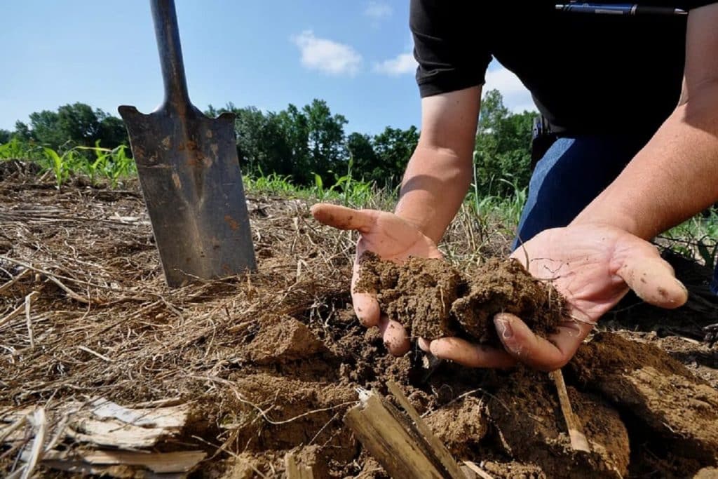 leaf mould compost how to make
