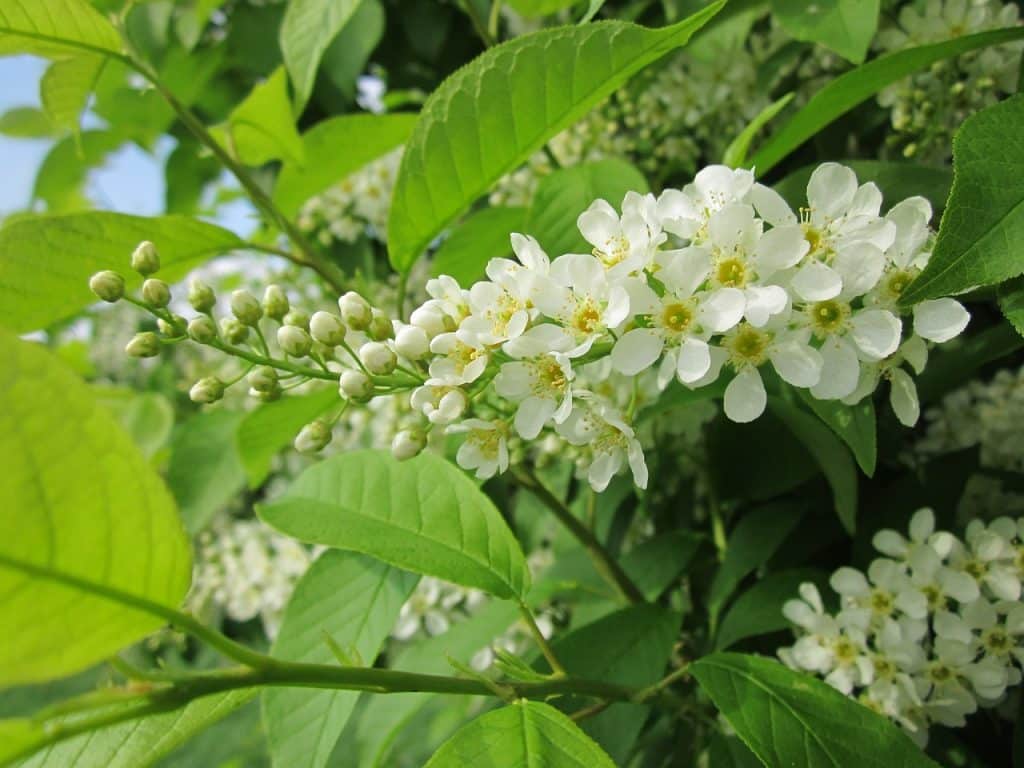 prunus padus native tree