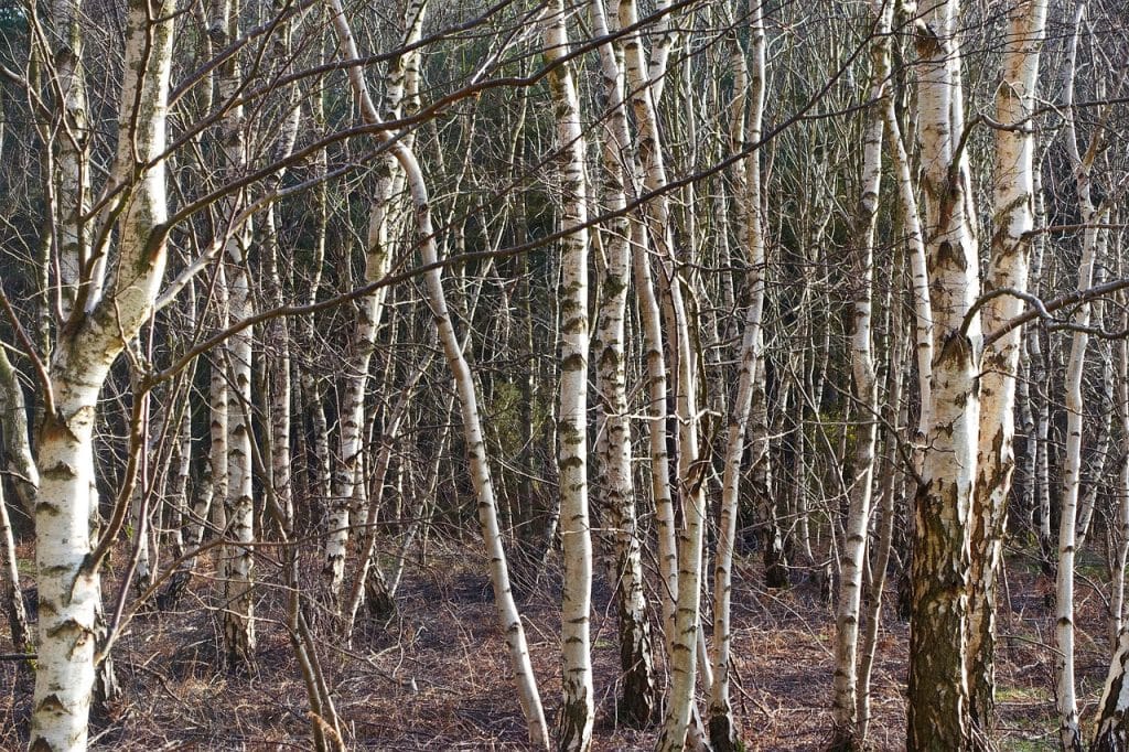 silver birch native tree for winter colour