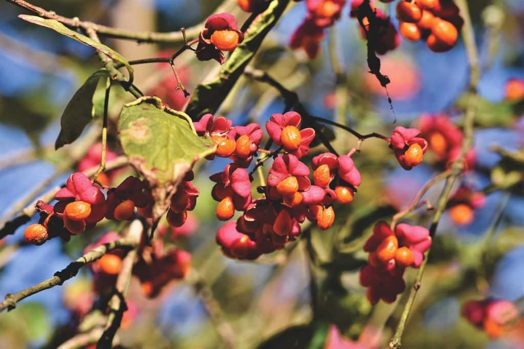 european spindle native tree