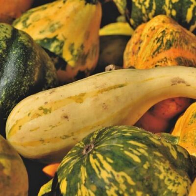 squash and pumpkins