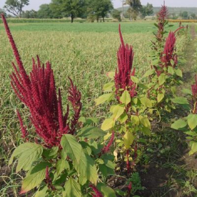 what is amaranth