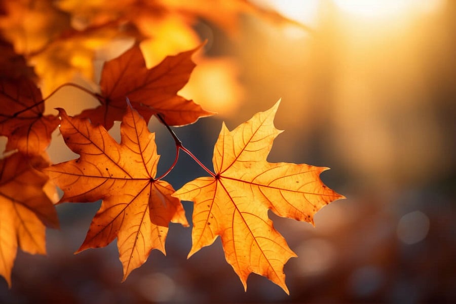 what to do with autumn leaves
