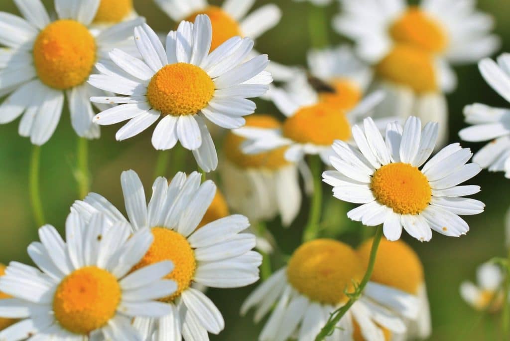 how to grow a chamomile plant