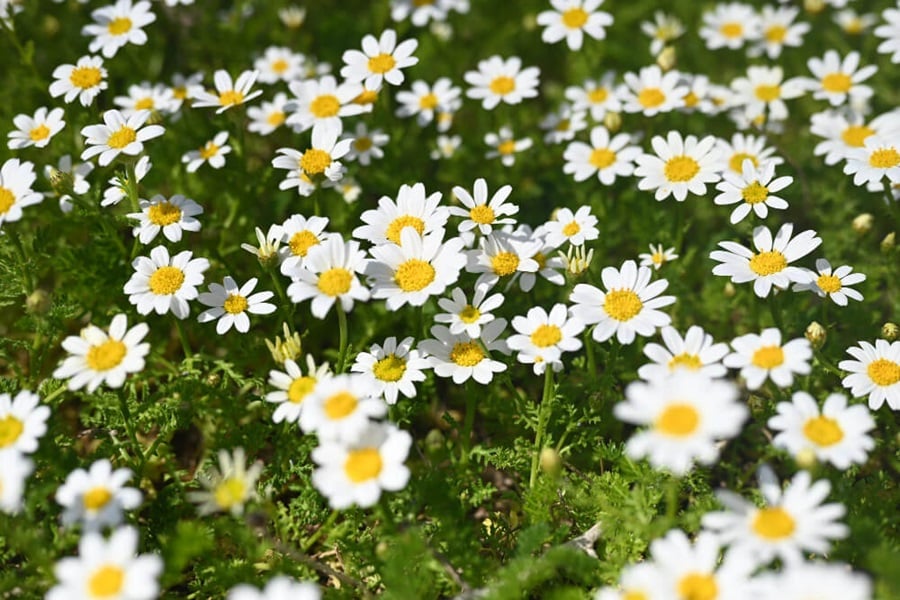 chamomile plant how to grow
