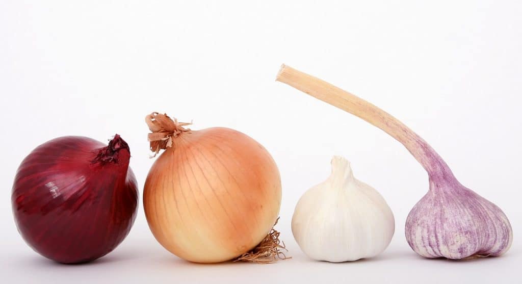 onions and garlic as foods that dogs cant eat