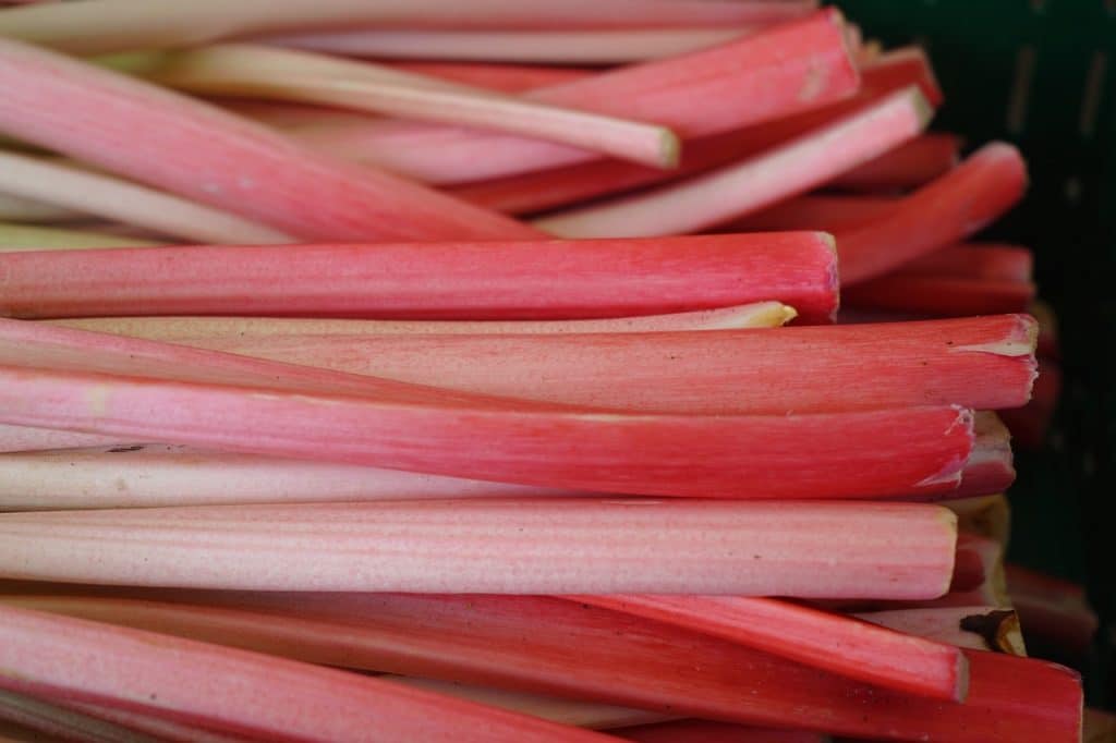 rhubarb as foods that dogs can't eat