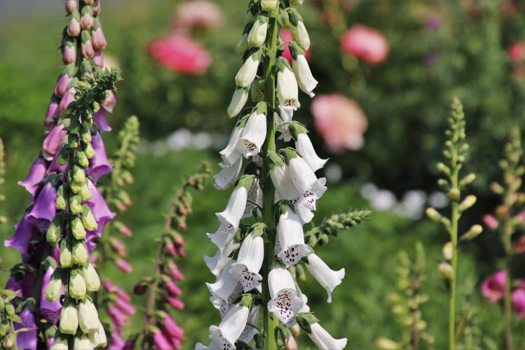 poisonous plants that dogs cant eat - foxgloves