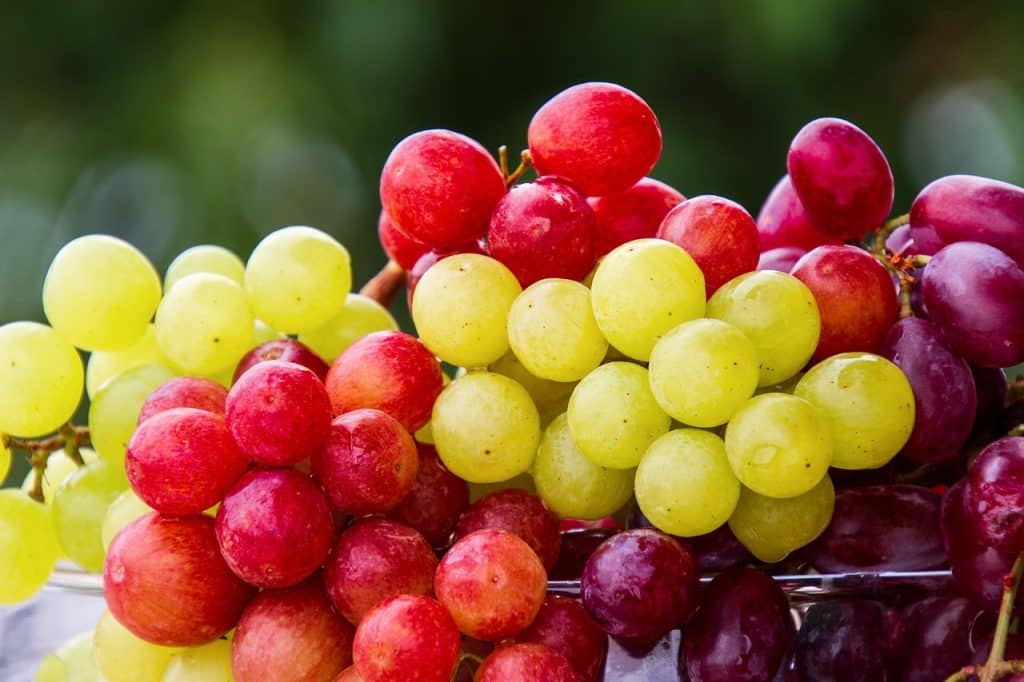 grapes and raisins foods that dogs cant eat