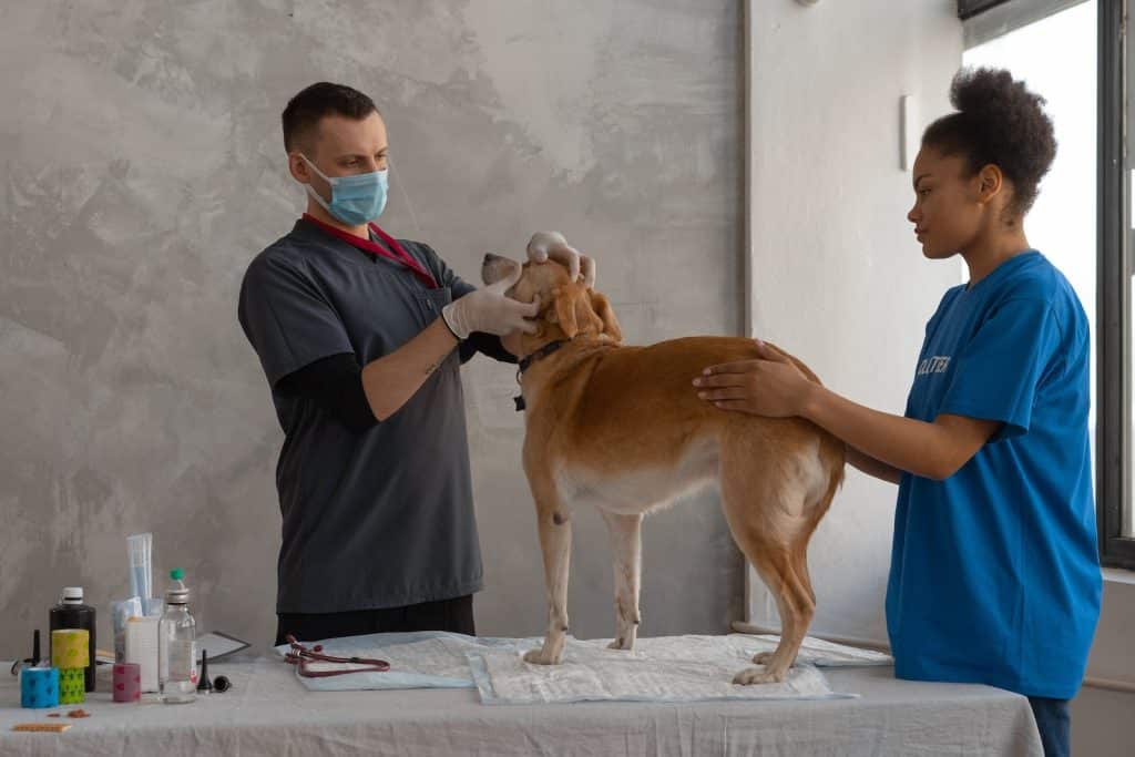 dog at vets after eating foods that dogs can't eat