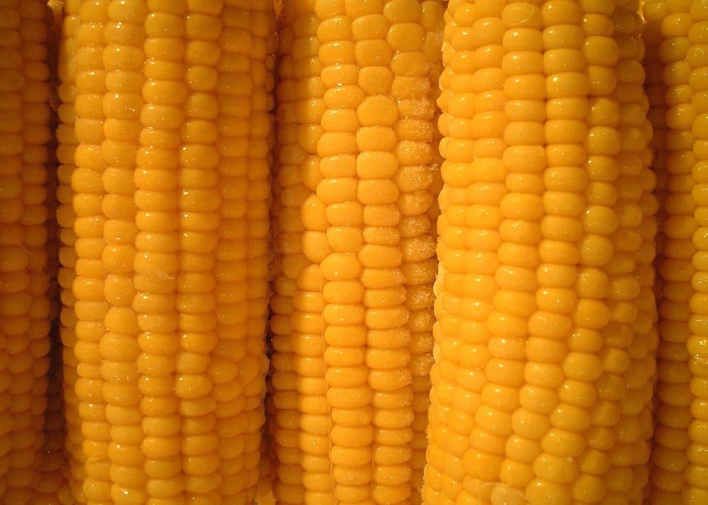 corn on the cob as foods that dogs cant eat