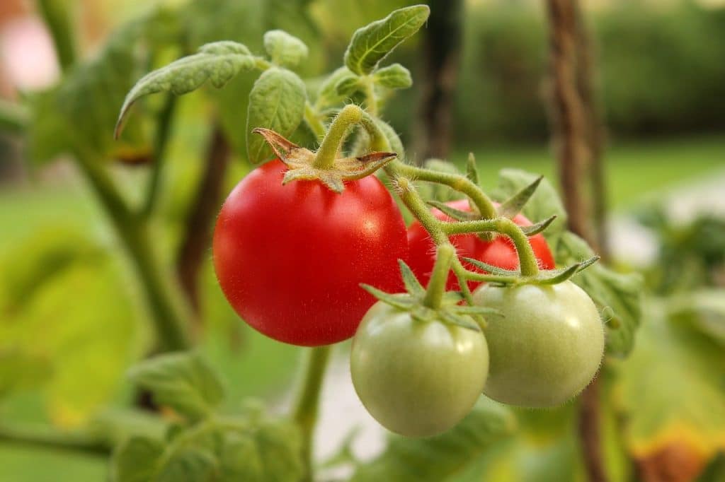 unripe tomatoes are foods that dogs cant eat