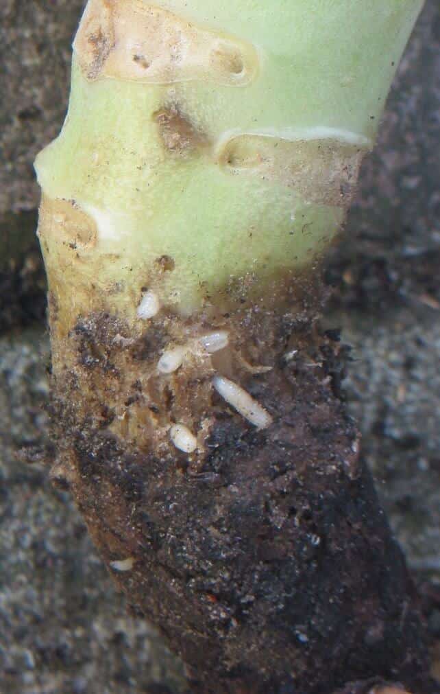 cabbage root fly maggots attacking root
