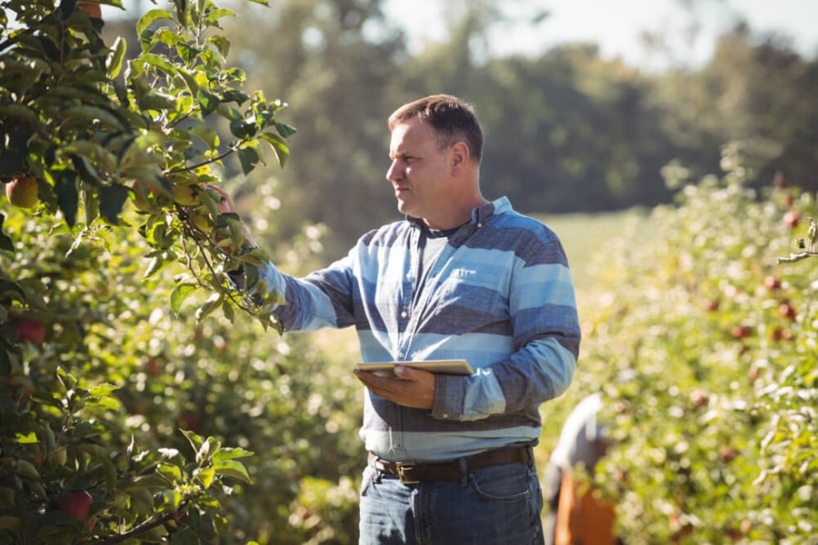 harvesting summer espalier fruit trees