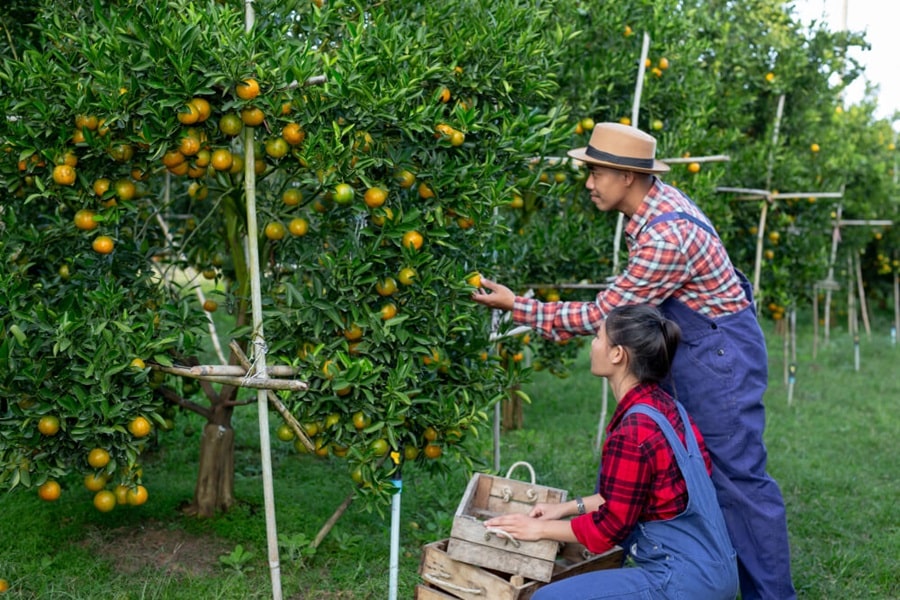 when to prune espalier fruit trees