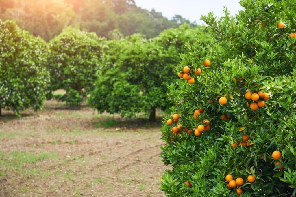 feed fruit trees